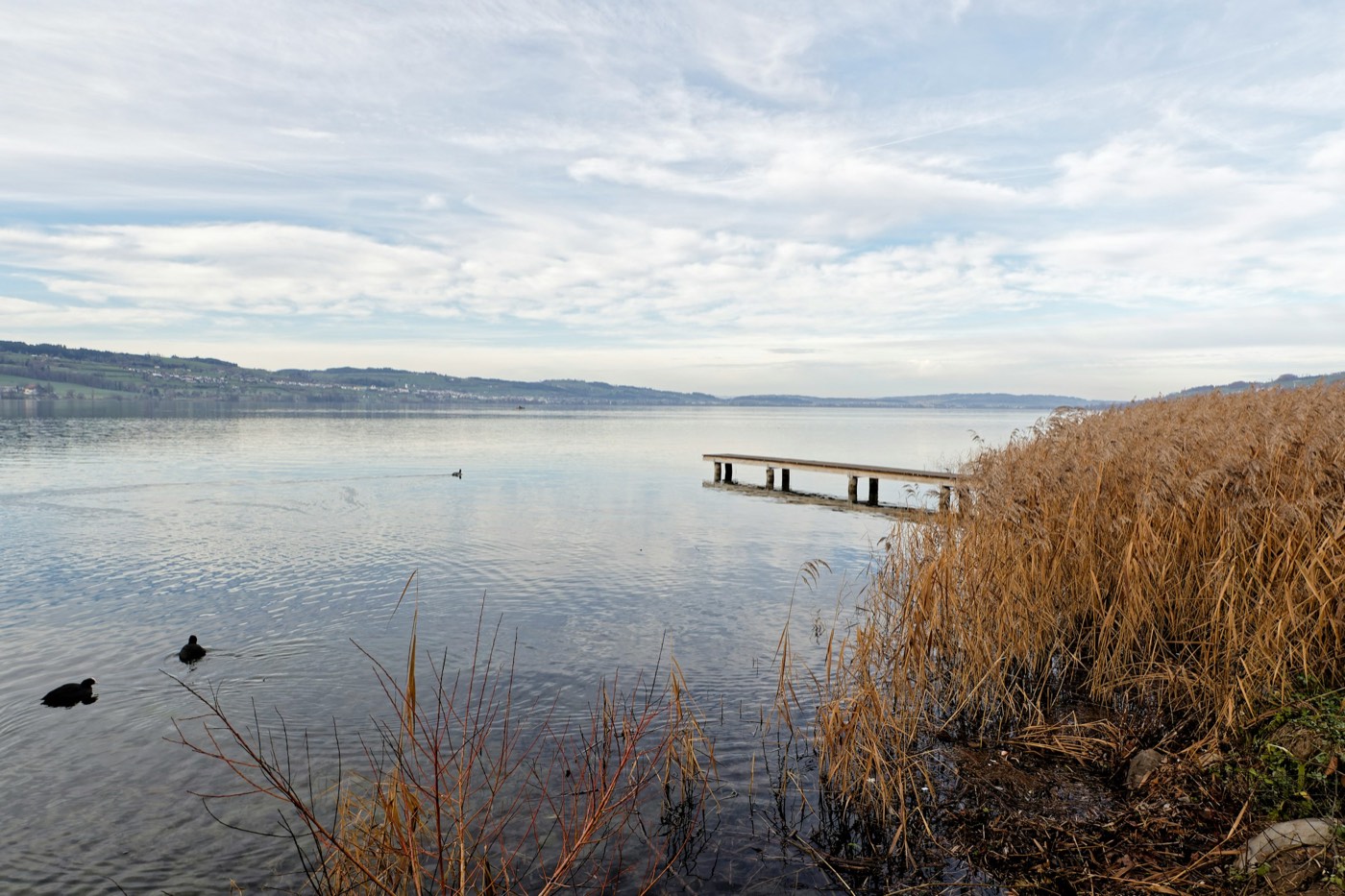 Steg und Schilf am See